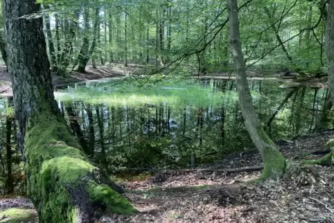 Wie aus einem Fantasyfilm: Eine Waldmardelle direkt am blaurot-markierten Weg.