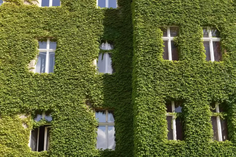 Begrünte Fassaden sorgen für Abkühlung und speichern CO2. 