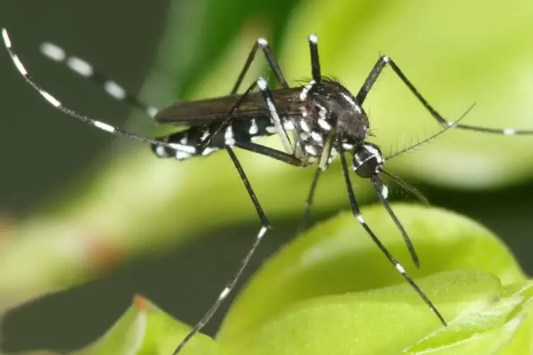 Noch auf einem Blatt, bald auf der Haut: Die Kabs warnt vor mehr Stechmücken-Attacken.