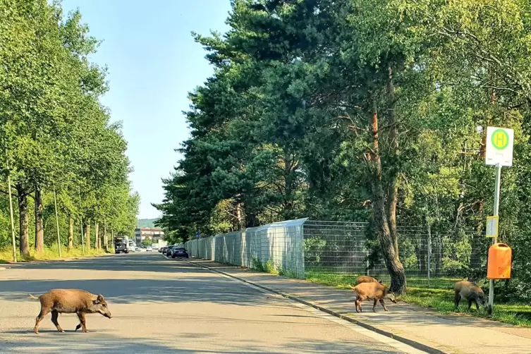 Der Wald ist nicht genug: Was f&uuml;r eine Schweinerei auf dem Einsiedlerhof um die Mittagszeit. 