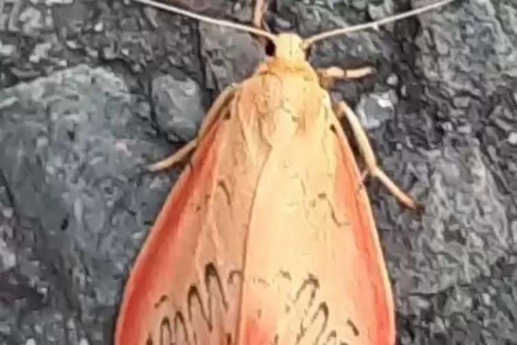Die Rosenmotte ist vom Aussterben bedroht. 