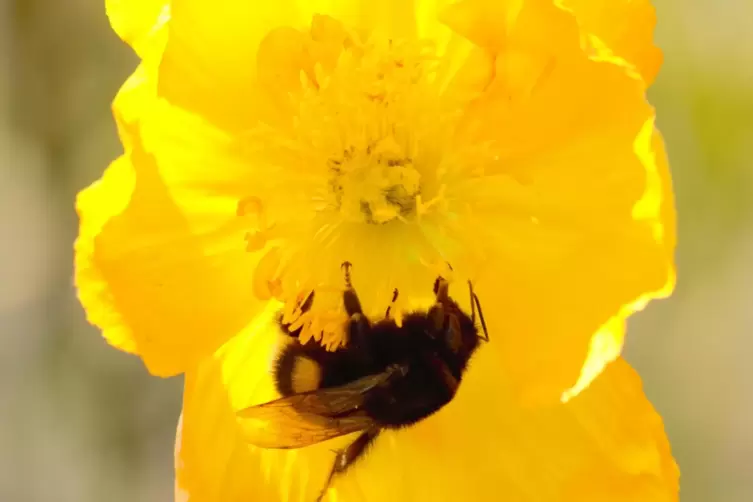 Der Hummel scheint der gelbe Mohn zu gefallen.