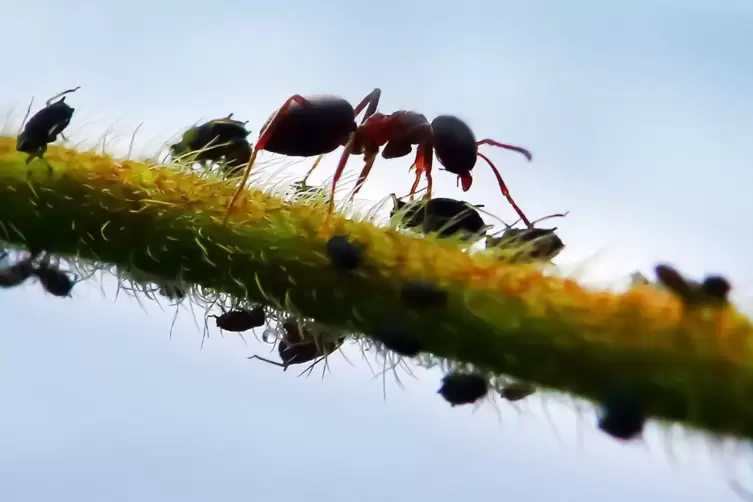 Eine Ameise bei ihrer Blattlaus-Herde. 