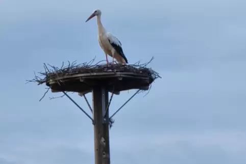 Fühlt sich wohl auf seinem Mast: der Storch in Schmitshausen.