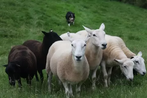 Die ausgebildeten Border Collies wissen, wie die Schafe ticken und wie sie die Herden lenken können. 