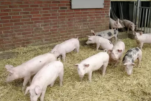 Baden-Württemberg, Hohenlohe: Hohenloher Landschweine vor einem Stall. Nur zur redaktionellen Verwendung im Zusammenhang mit der