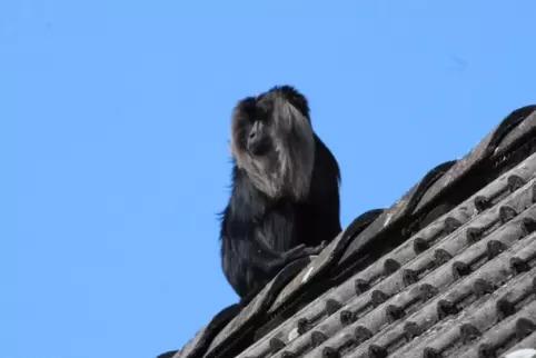 Ungewöhnlicher Besuch auf einem Rockenhausener Dach: Eine Meerkatze. 