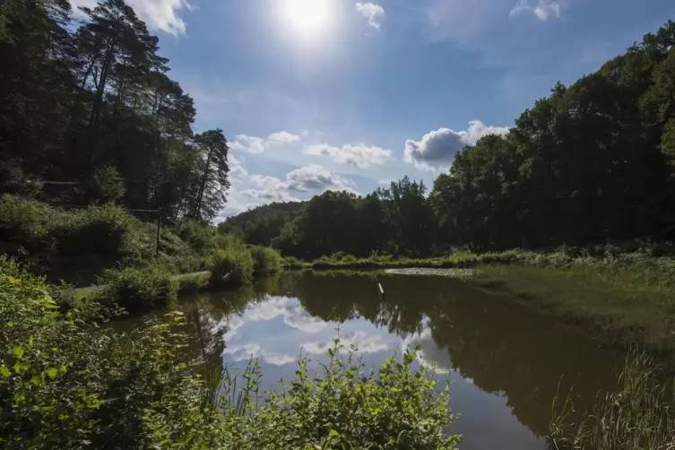 Naturidylle im Schweinstal: Der Weiher liegt am Skulpturenweg. 