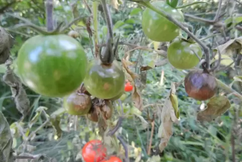 Braunfäule macht Tomaten ungenießbar. 
