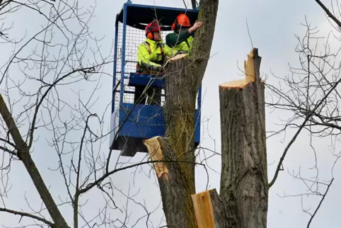 Baumpflegearbeiten erfolgen meist außerhalb der Vegetations- und der Brutzeit. 
