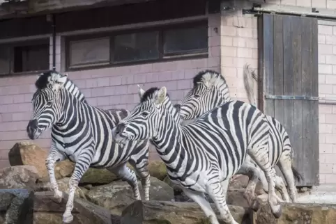 Der Zoo hat viele Anhänger. 