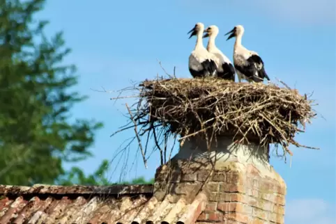 Gleich drei Langschnäbel werden an der Faustermühle bald das Nest verlassen.