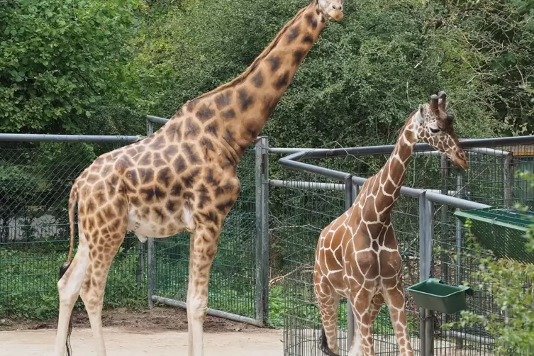 Auch die Giraffen freuen sich auf das Kinderfest im Zoo.