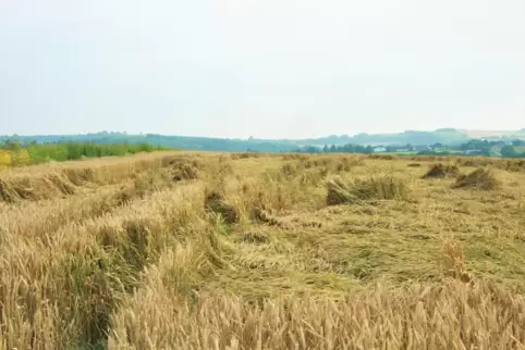 Regen und Wind haben das Getreide niedergedrückt und so den Landwirten spürbaren Schaden zugefügt.