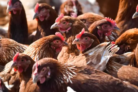Es können zwar mehr Hühner ins Freie als vor zehn Jahren, aber drei Viertel der Tiere leben in Rheinland-Pfalz immer noch im Sta