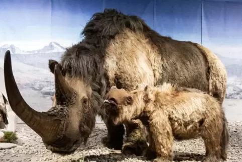 Auf Du und Du mit dem Wollnashorn: In der „Eiszeit-Safari“ werden Tiere der letzten Kaltzeit erlebbar. 