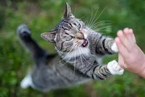 Ihm geht’s zum Glück gut: Kater „Yoshi“ beim Spielen.