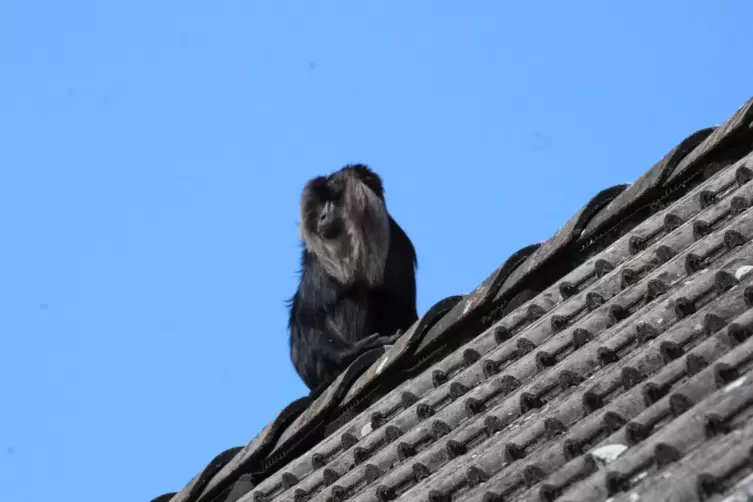 Wird er Karlsson (auf dem Dach) getauft? Der Makake am zweiten Tag seiner Flucht in Rockenhausen. 