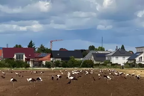 Mäuse und Insekten suchten die Störche auf dem frisch gepflügten Acker.