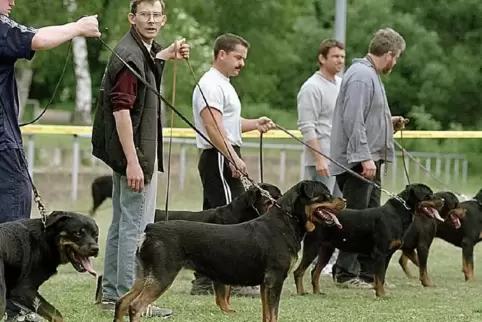 Schau beim Westheimer Rottweilerclub. 