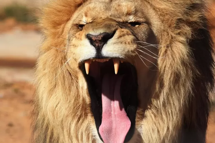 Der König der Tiere: der Löwe. 