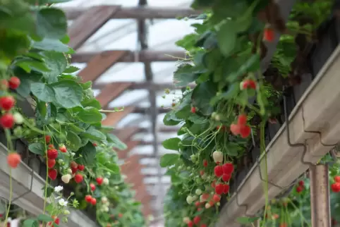 Im Erdbeerwunderland: So erhöht lassen sich die Früchte wunderbar ernten. Bei Reebs gibt es übrigens bis in den Oktober hinein E