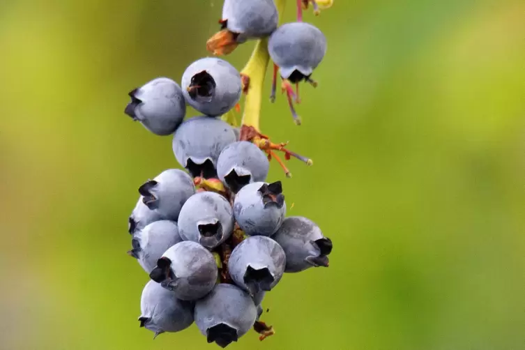 Heidelbeeren gibt es nicht nur im Wald. 