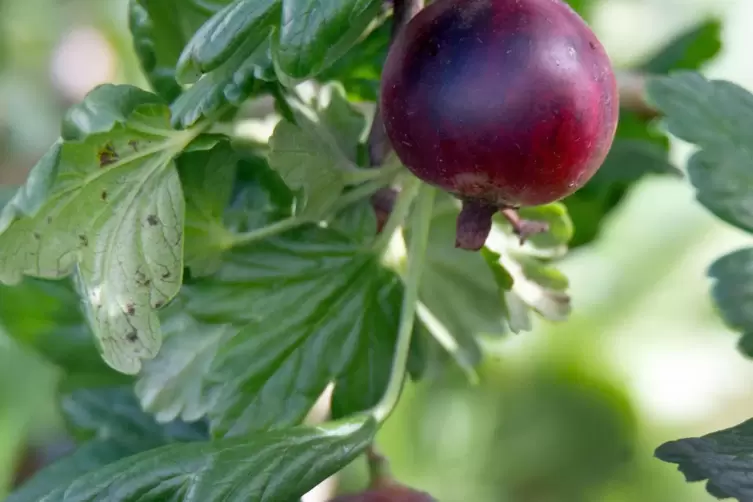 Die letzten Stachelbeeren f&uuml;r diese Saison sind supersaftig. 