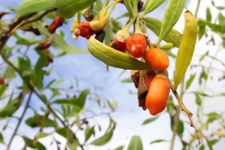  Goji-Beeren im Versuchsanbau. 
