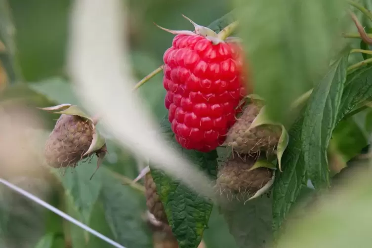 Herbsthimbeeren werden demn&auml;chst reif. 