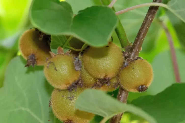 Pf&auml;lzer Kiwis. 