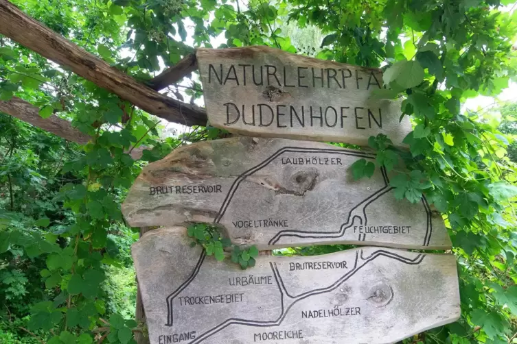 Naturlehrpfad Dudenhofen: Dort liegt die Mooreiche, die bei unserem R&auml;tsel vergangene Woche gesucht war.