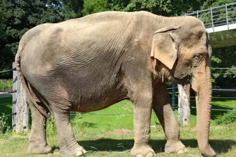 Elefantendame Nanda wurde im Alter von rund 57 Jahren wegen verschiedene Krankheiten eingeschläfert