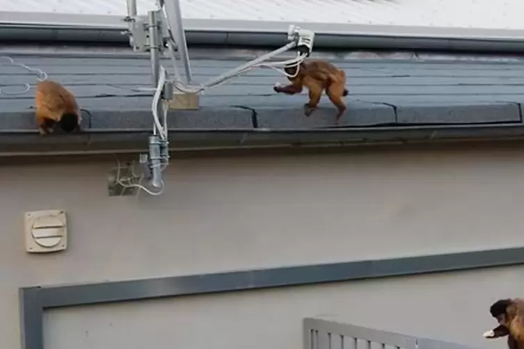 Die drei Affen machten es sich auf einem Dach bequem und fraßen die Bananen der Beamten. 