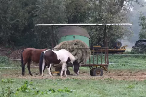 Das Pferd wurde auf dieser Koppel ganz in der Nähe des Rohrbacher Fachmarktzentrums erschossen. 
