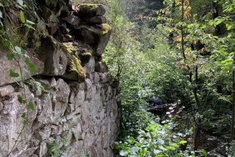 Überwuchert und schwer zugänglich: das Mauerstück in Falkenstein. Rechts sind Teile des alten Fangzauns zu erkennen. 