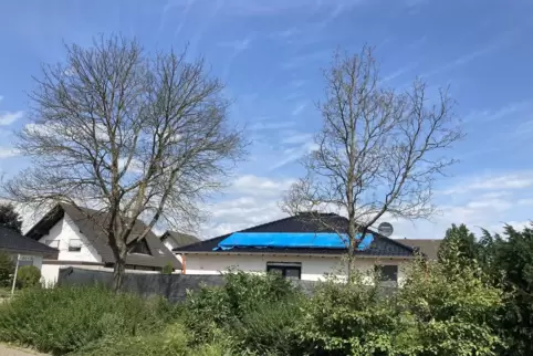 Tot: die Bäume. 