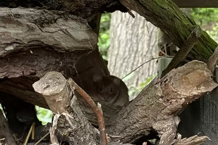 Auch eine Maus hat es sich hier gem&uuml;tlich gemacht.