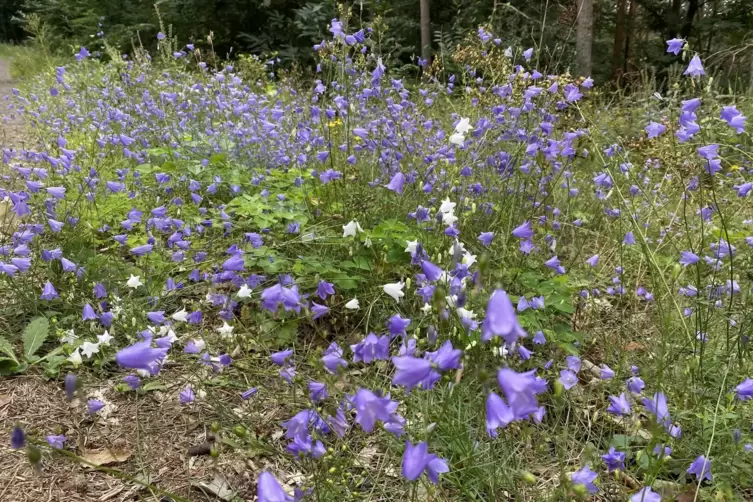 Am Wegrad bl&uuml;hen gerade lila Blumen.