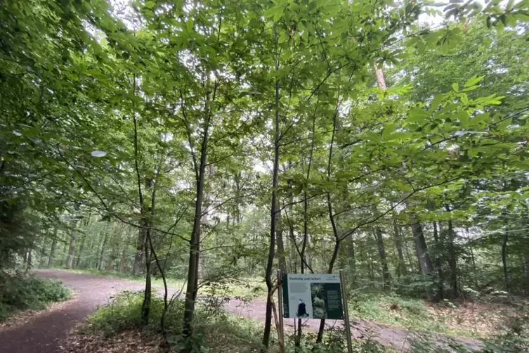 Unter der gro&szlig;en Kastanie kann man sehr gut picknicken.