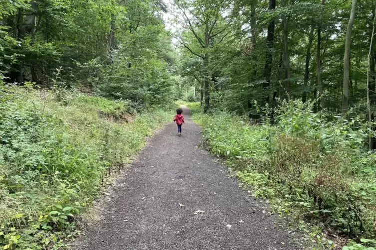 Weiter geht es durch den G&ouml;llheimer Wald.