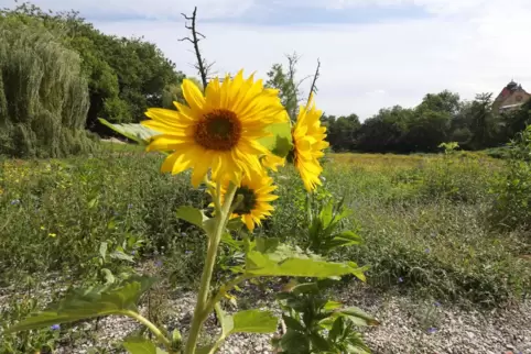 Im trockengelegten Schwanenweiher blühen nun neben Sonneblumen viele weitere Blumen. 