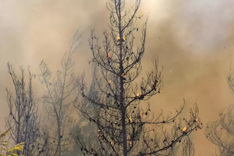 Mehr als 50.000 Hektar Wald sind auf der griechischen Insel Euböa verbrannt.