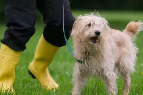 Training für den „Hundeführerschein“: In Niedersachsen ist das seit Juli 2013 für Hund und Halter verpflichtend. 