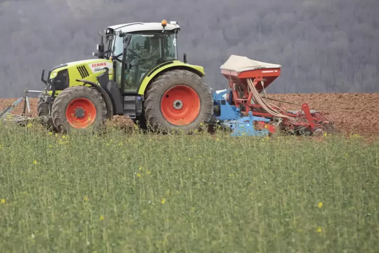Sonderkultur: Auf einem Feld in der Pfalz werden Erbsen ausgesät. 