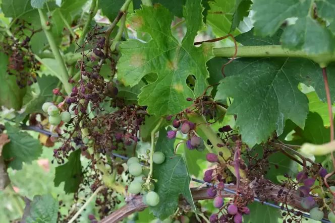 Unbehandelter falscher Mehltau an Merlot-Trauben: Die Beeren trocknen zum Teil völlig aus.