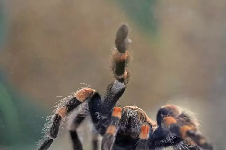 Eine Rotknie-Vogelspinne. 