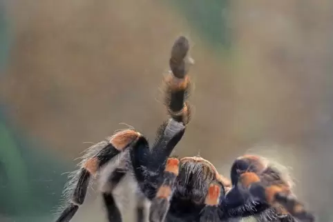 Eine Rotknie-Vogelspinne. 