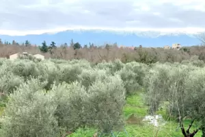 Olivenhaine, wolkenverhangener Himmel und schneebedeckte Gipfel am Horizont: Im Winter präsentiert sich Kreta von einer anderen 