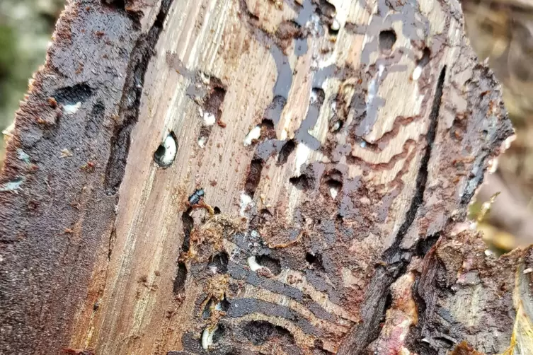 Der Regen hat den Borkenkäfer dieses Jahr ausgebremst. Unser Bild zeigt Käferlarven.